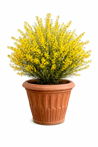 Klassischer runder Terracottatopf aus Impruneta mit antikem Säulenmuster – zeitlos, konisch und frostsicher